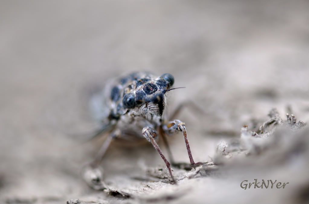 macro1-1.jpg