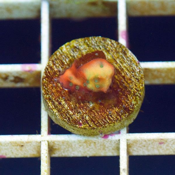 polyp822.jpg~original