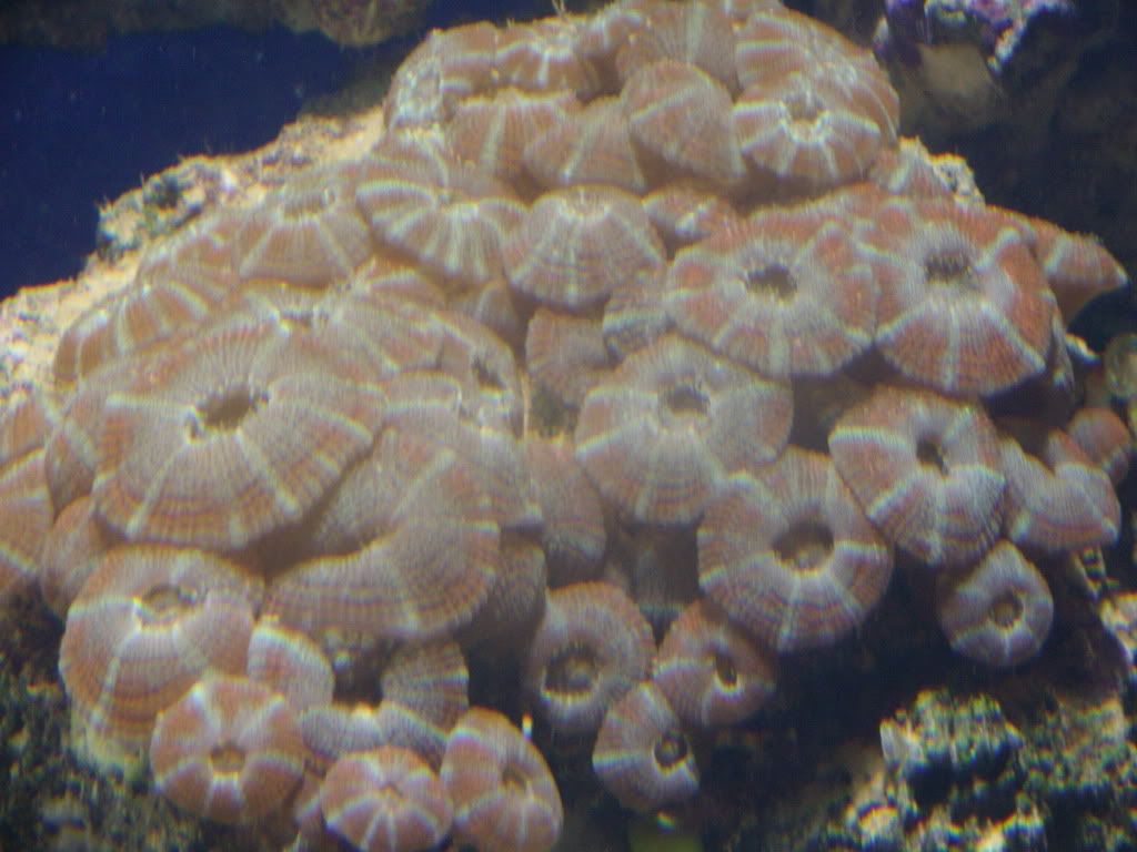 jayfish155.jpg