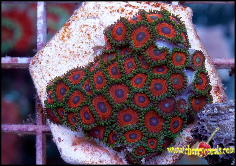 NewCorals_5-7.jpg