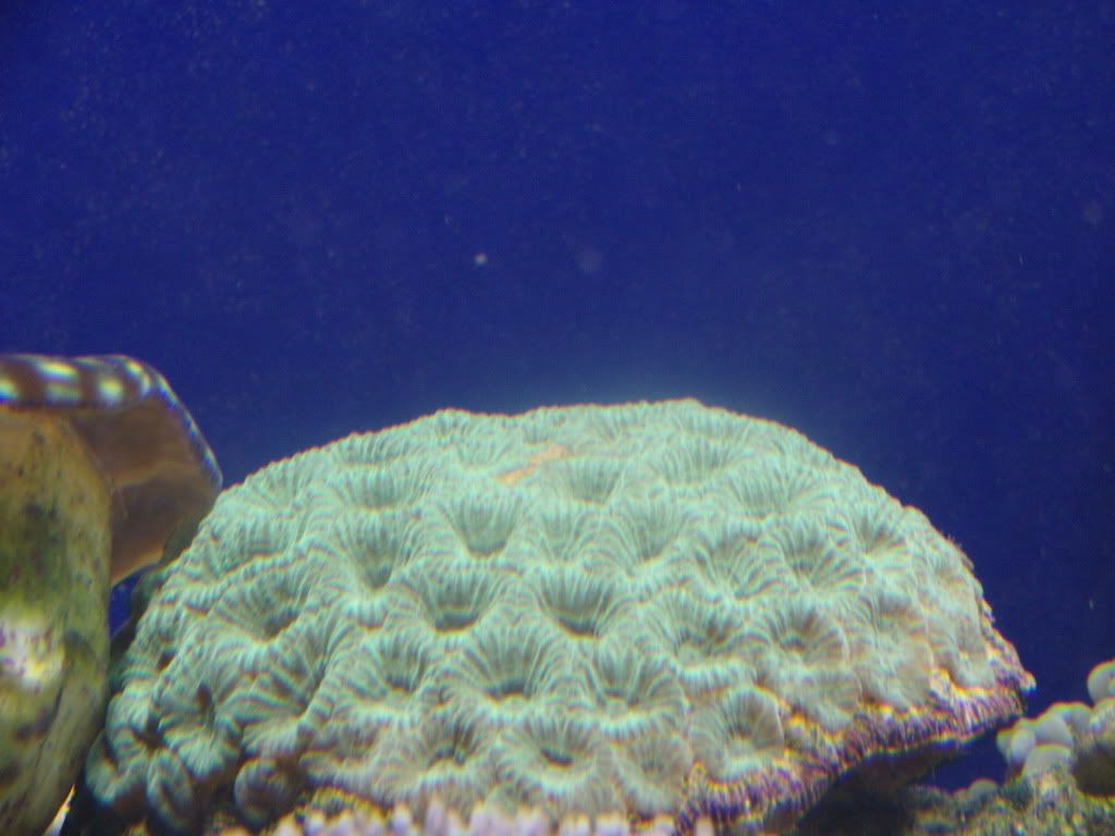 jayfish161.jpg