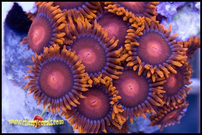 NewCoral_4copy.jpg