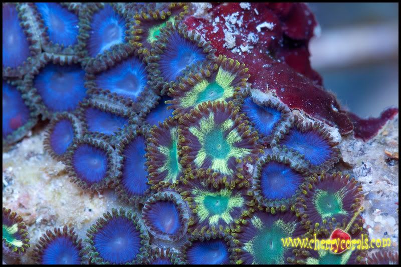 NewCorals_45-4.jpg