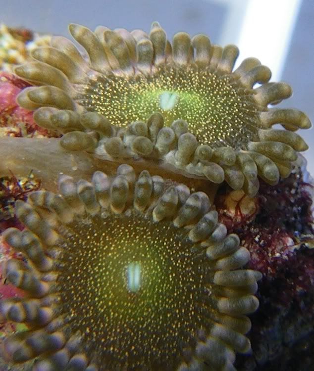 zoa6.jpg