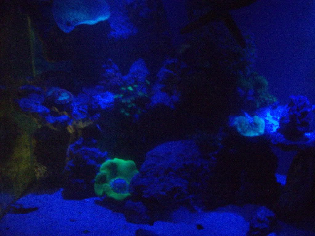 jayfish145.jpg