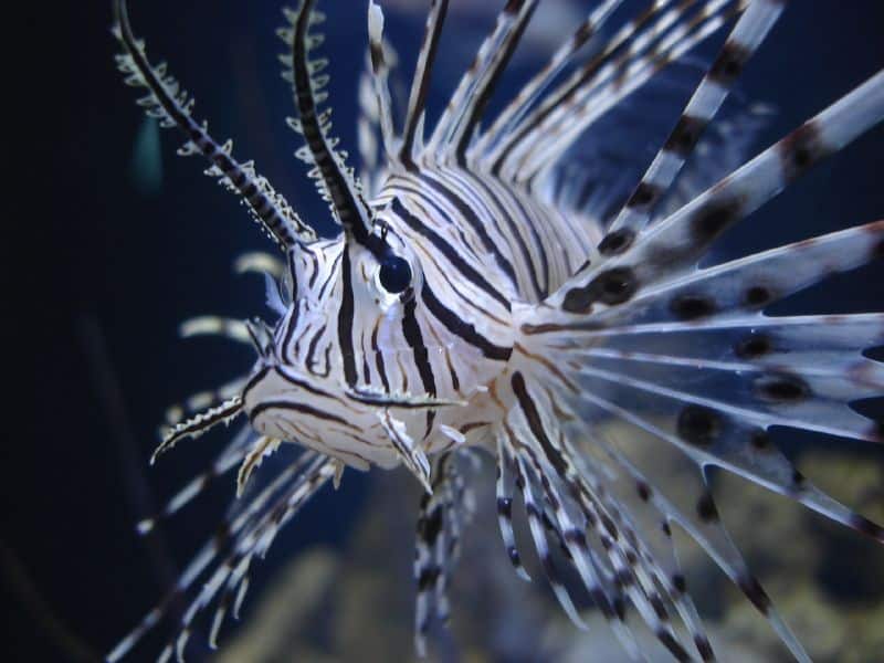 lionfish2.jpg