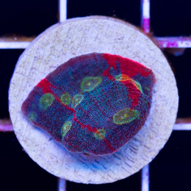 newcoral526b.jpg