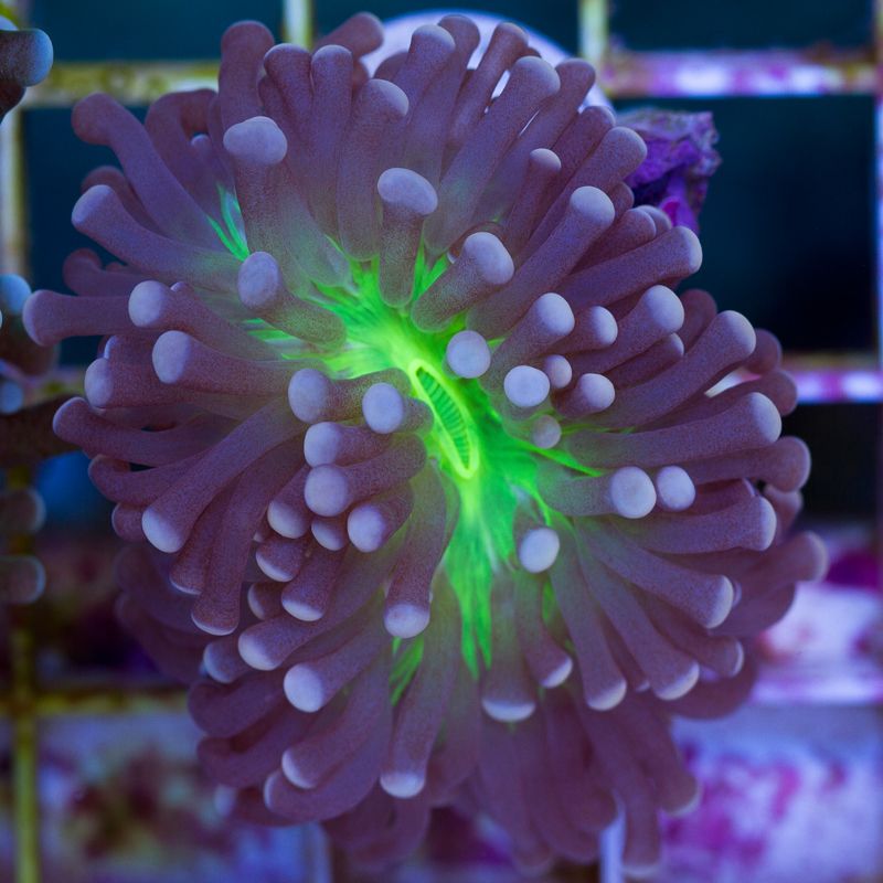 newcoral520b.jpg