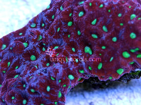 small_icewarfavia_macro-1.jpg
