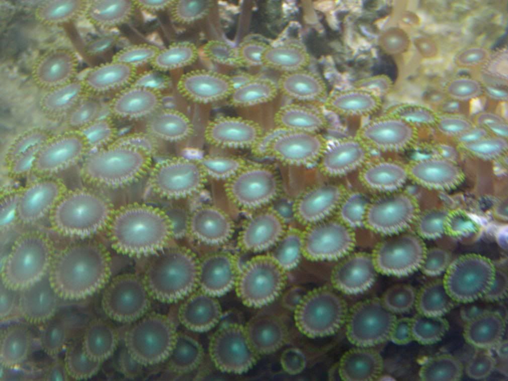 jayfish108.jpg