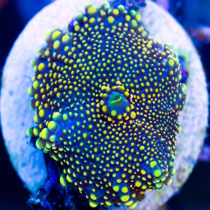 anewcoralsa232b.jpg~original