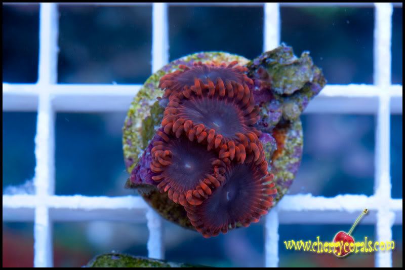 NewCorals_19-3.jpg