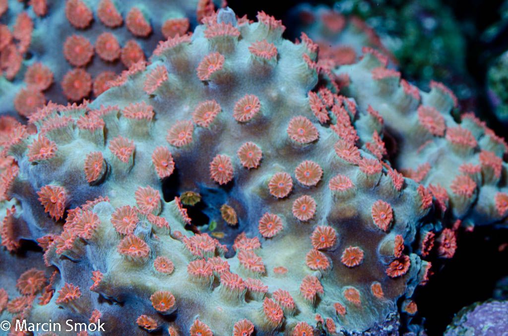 cyphastrea.jpg