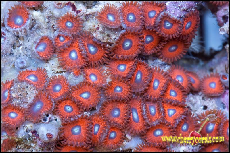 NewCorals_24-3.jpg