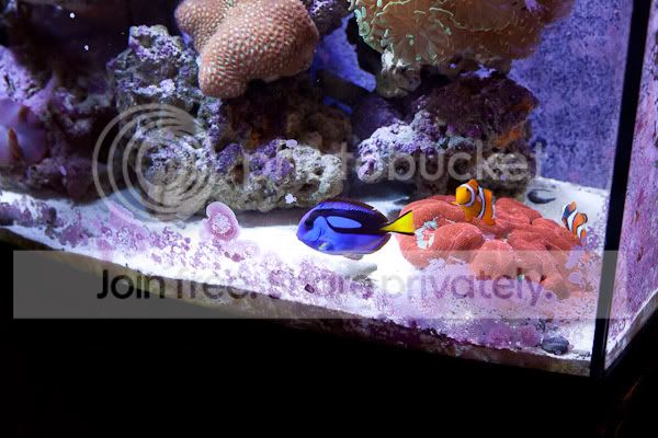 fishforsale-9.jpg