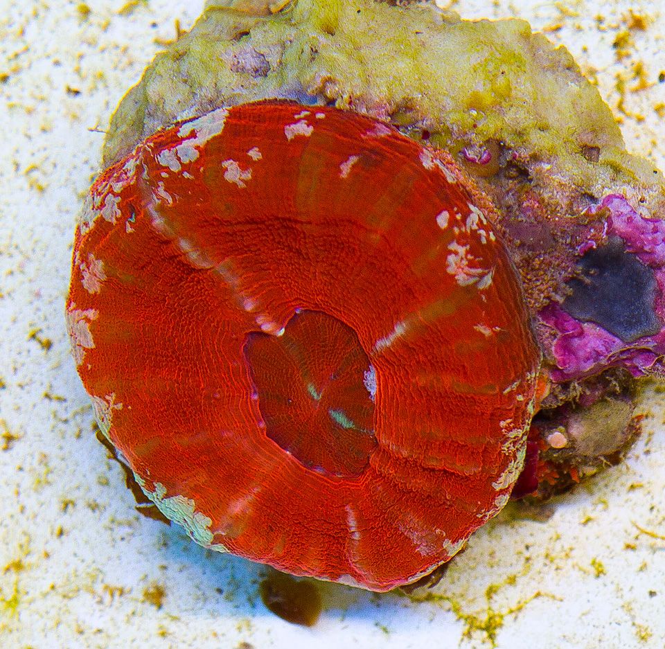 A-new-coral_33.jpg