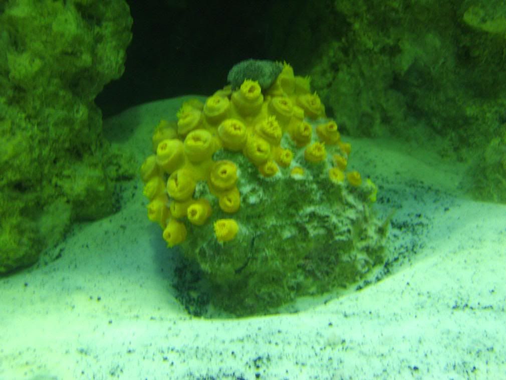 jayfish008.jpg
