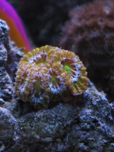 tanksep08027.jpg