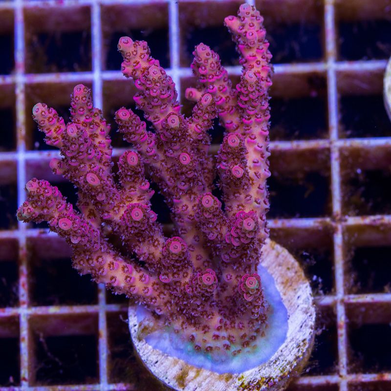 newcoral1578b.jpg