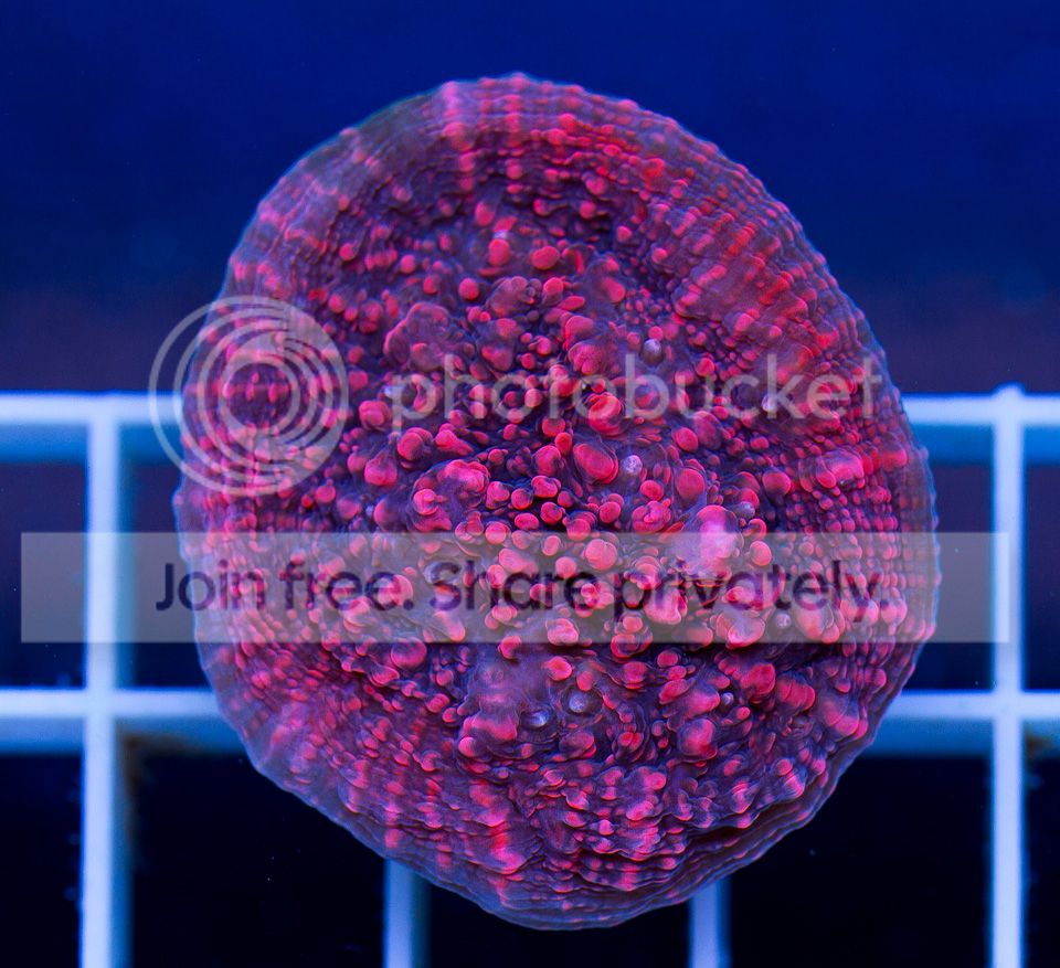 ANewCoral_6-7.jpg