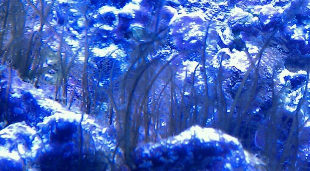 IMAG0975-1-1.jpg