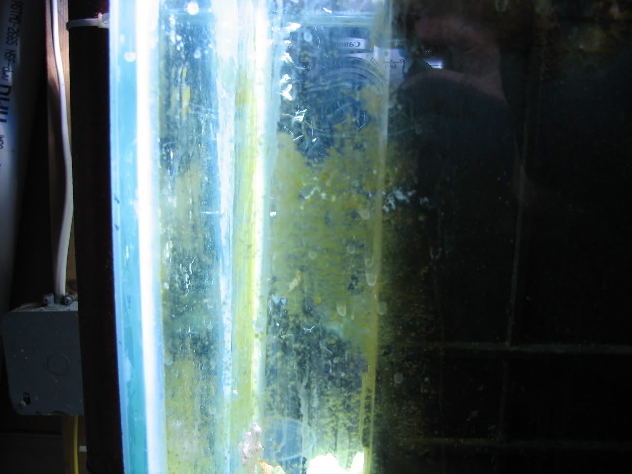 brownalgae.jpg