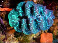 _39397852_clam_203_genevois.jpg
