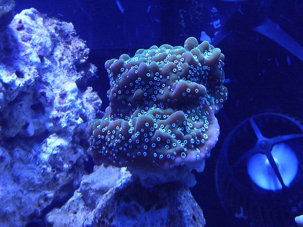 coral-1.jpg