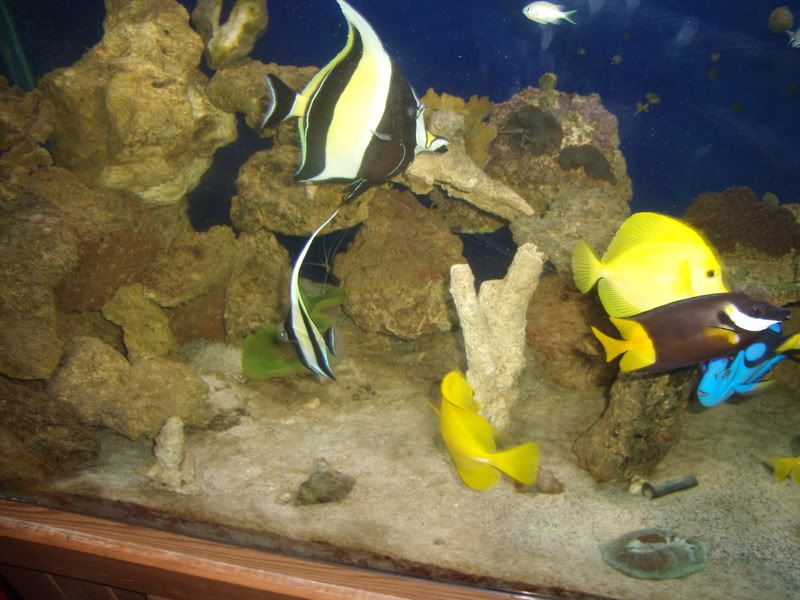 jayfish140.jpg