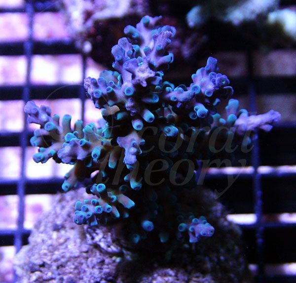 acro5-8_zps88ecd4d5.jpg