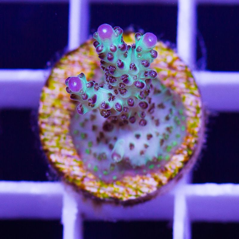 newcoral1685b.jpg