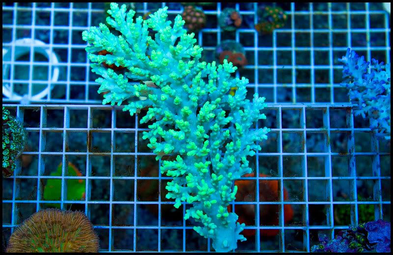 NewCorals_24-4.jpg