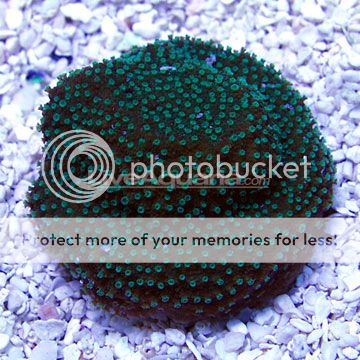 p-40802-teal-monitpora.jpg