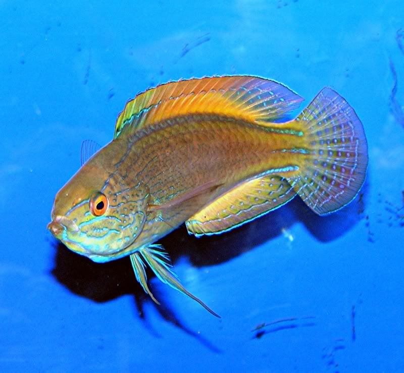 lineatus5.jpg