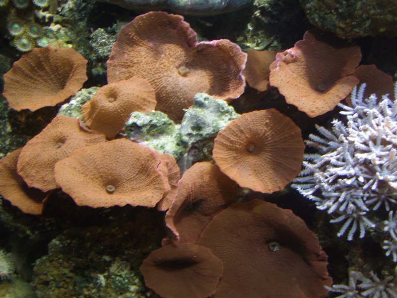 jayfish017.jpg