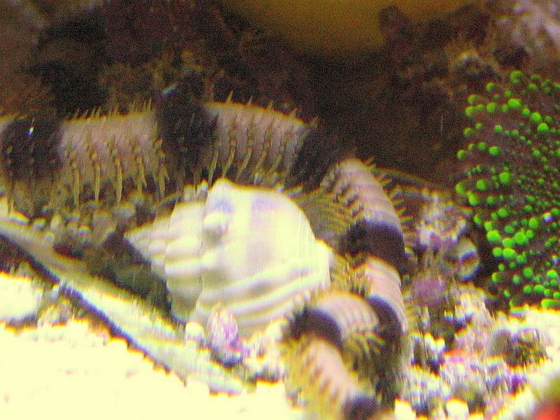 65g_012-1.jpg