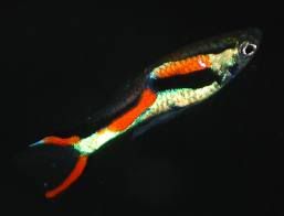 ENDLERS1.jpg