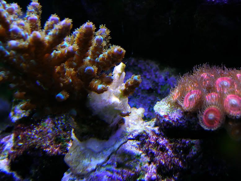 DSCN1268.jpg