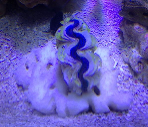 clam-1.jpg