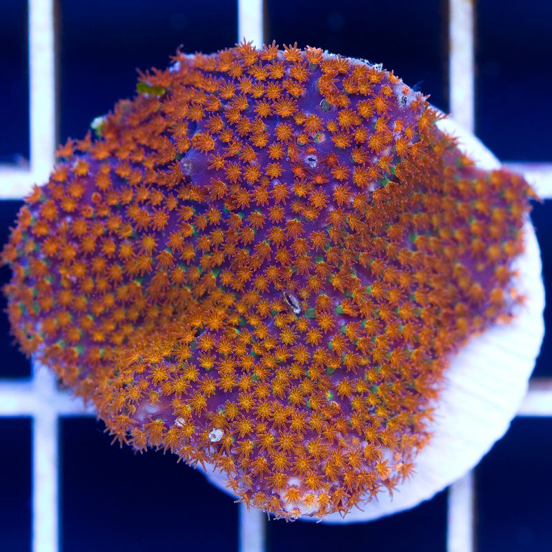 newcoral008b.jpg