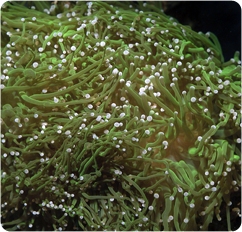 Torch_Metallic_Green_ps.jpg