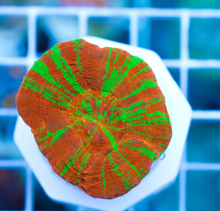 anewcorals_8-2.jpg