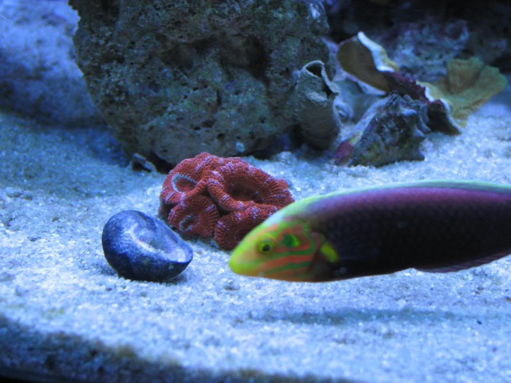 AcanfromPnoyReefer-1.jpg