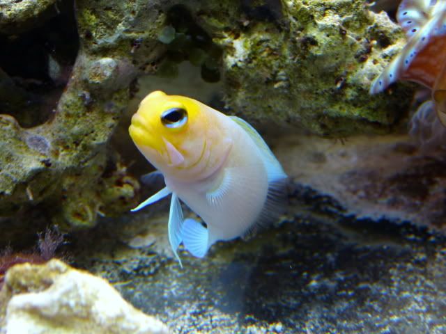 jawfish-1.jpg