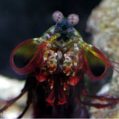mantisavi.jpg
