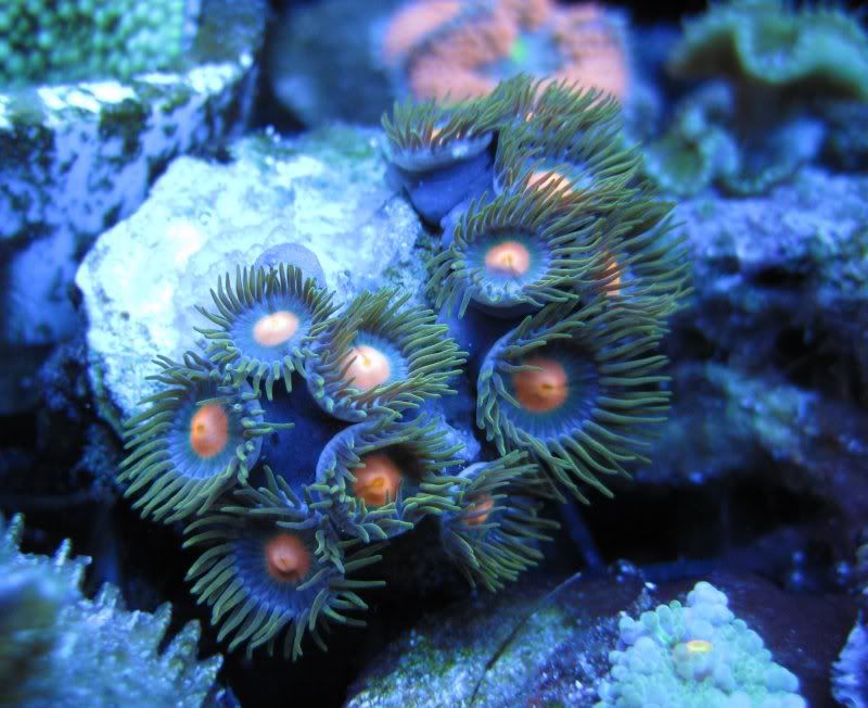DallasNYC_zoas21.jpg