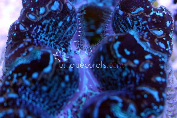 blue_crocea_macro.jpg