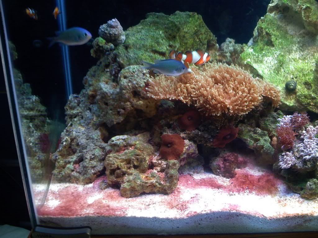 Redalgae002.jpg