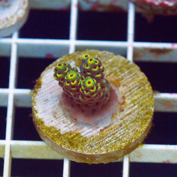polyp844.jpg~original