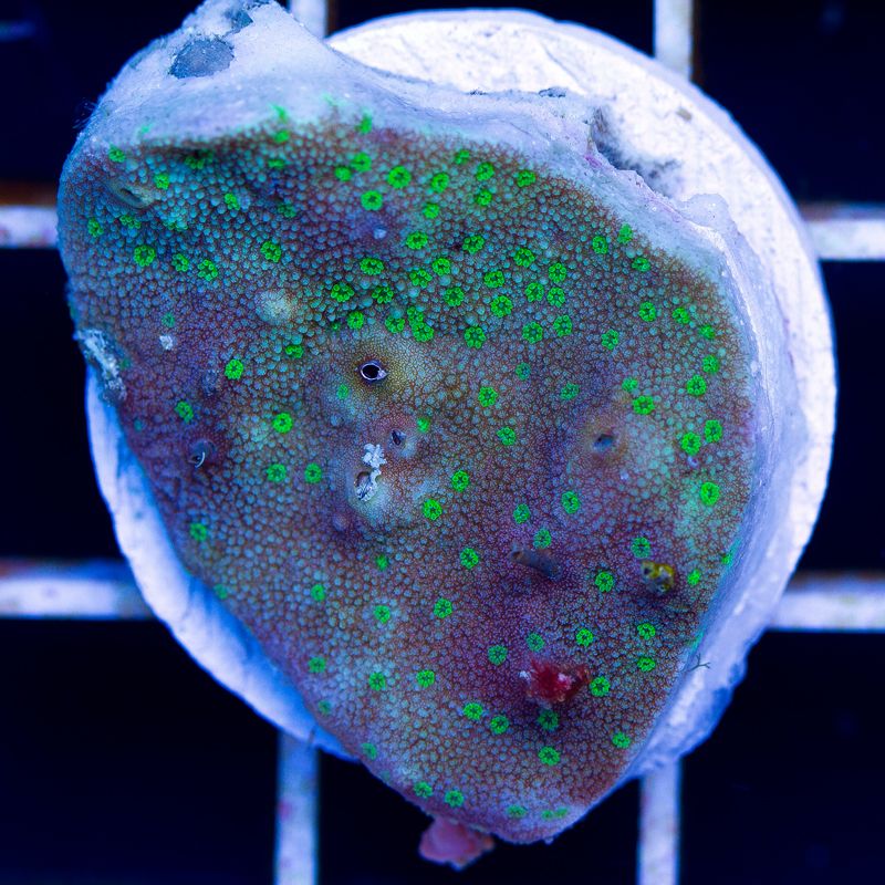 newcoral007b.jpg